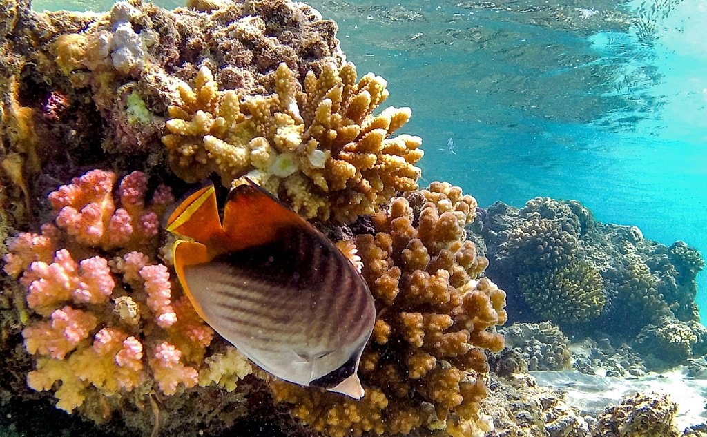 Beneath the waters off Egypt's Red Sea coast a kaleidoscopic ecosystem teems with life that could become the world's "last coral refuge"