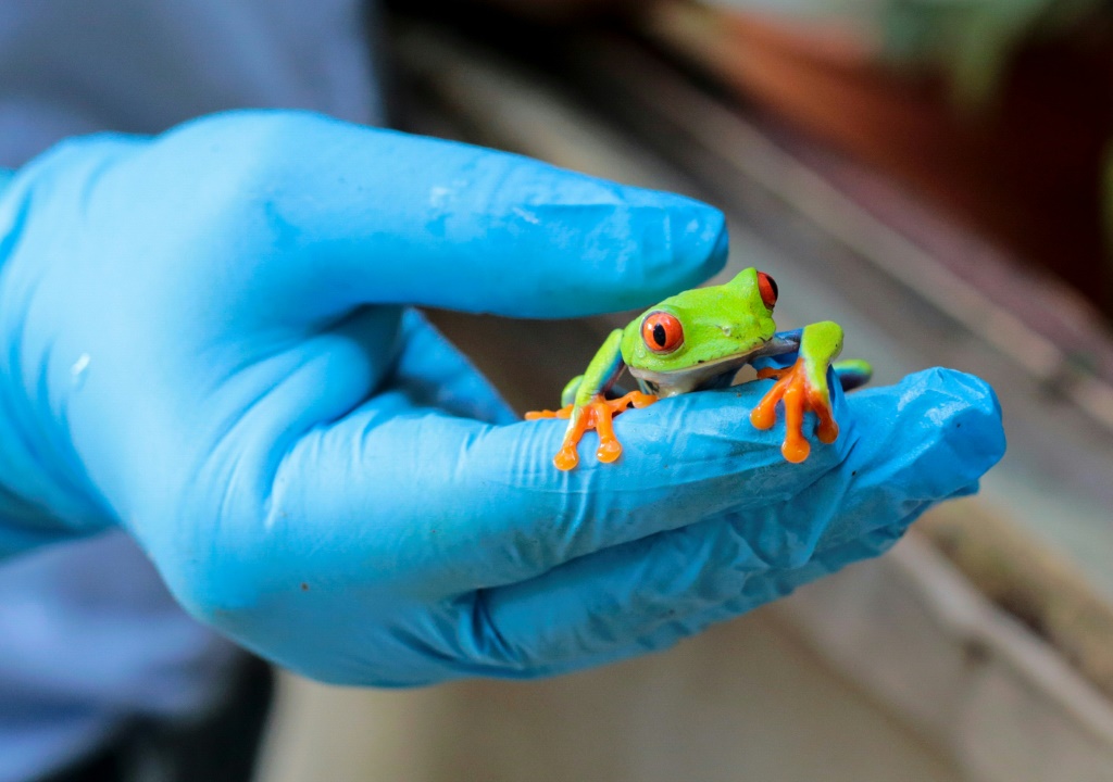 The Red-eyed tree frog is one of the species bred by Exotic Fauna in Nicaragua