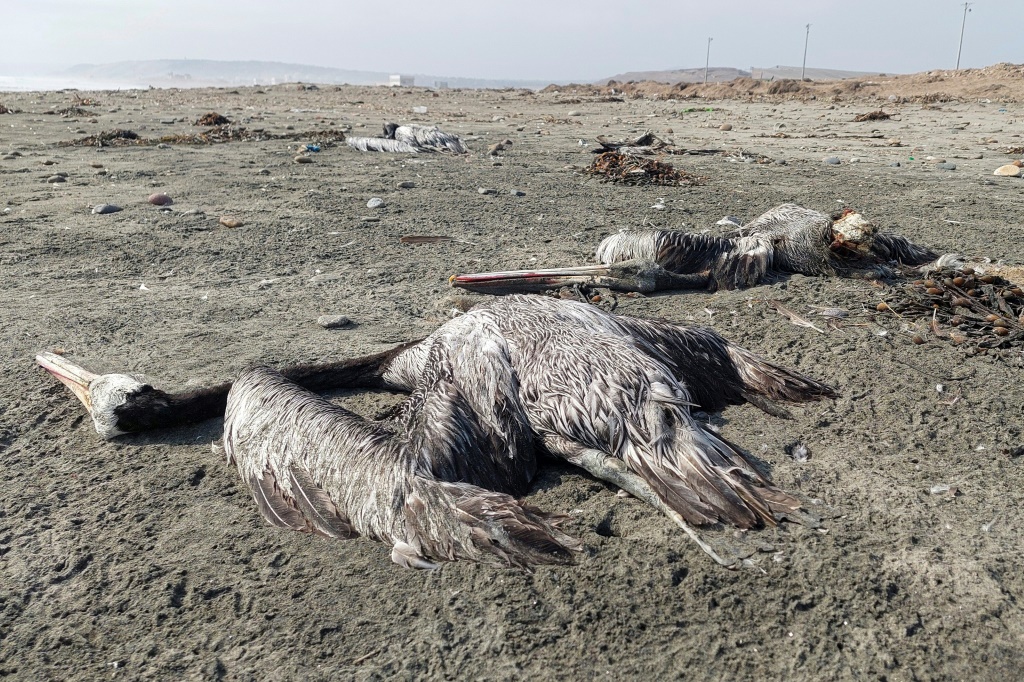 Pelicans suspected to have died from H5N1 avian influenza are seen on a beach in Lima in November