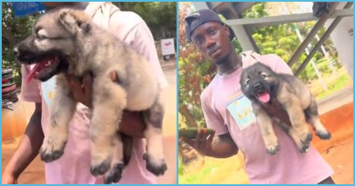 Ghanaian man surprised after learning one dog is selling at GH¢4.5k