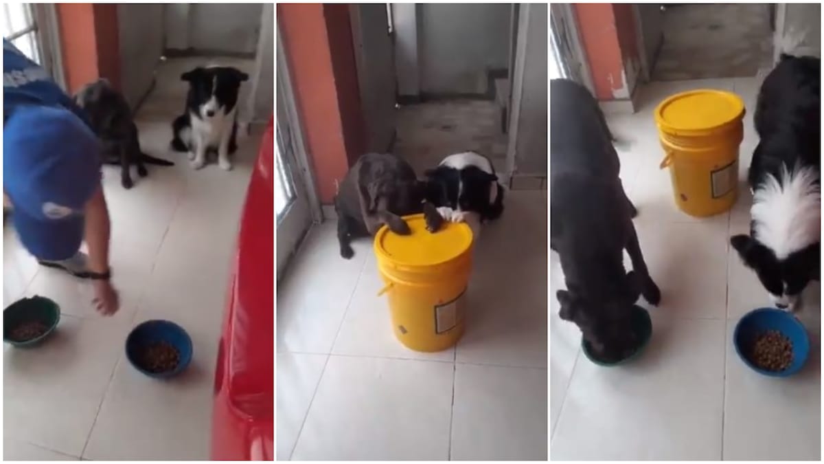 Cute moment dogs prays before eating, their video goes viral