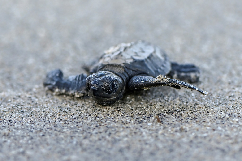 The sea turtles of Punta Chame in Panama are a threatened species listed as 'vulnerable' on the IUCN Red List