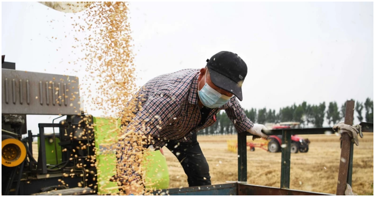 A farmer in China harvests wheat