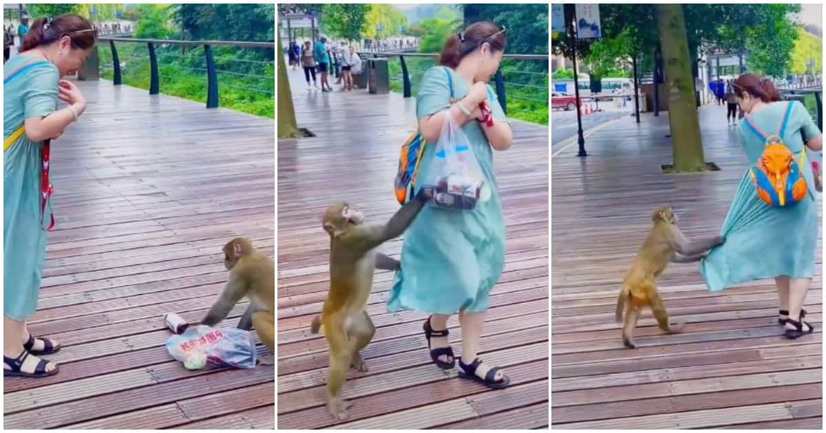 Funny monkey videos, monkey embarrasses lady, monkey drags lady's dress, monkey takes lady's bag
