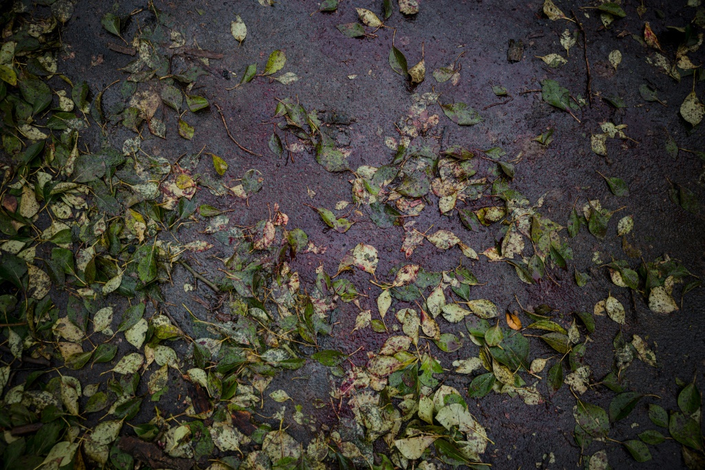 On the wet pavement, the blood of one of Sergiy's neighbours was still visible among the autumn leaves