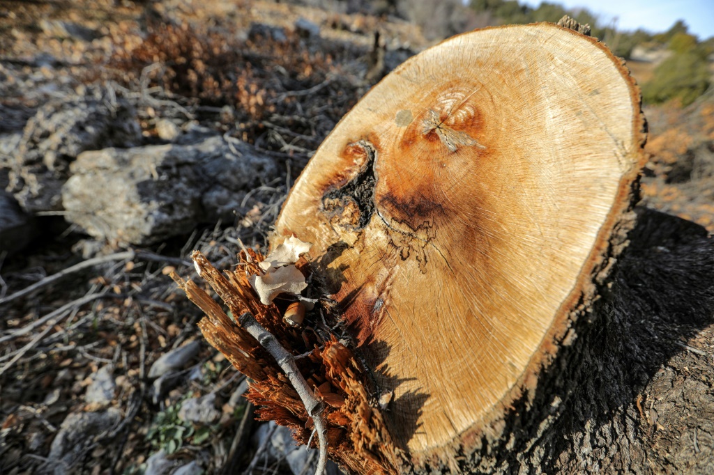 In Barqa, mayor Ghassan Geagea said loggers acting with impunity had cut down scores of trees