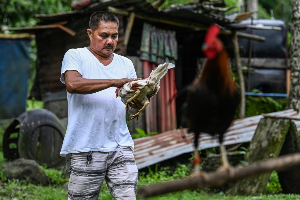 Fighting roosters are ubiquitous across the country and are prized possessions -- despite their loud crowing at all hours