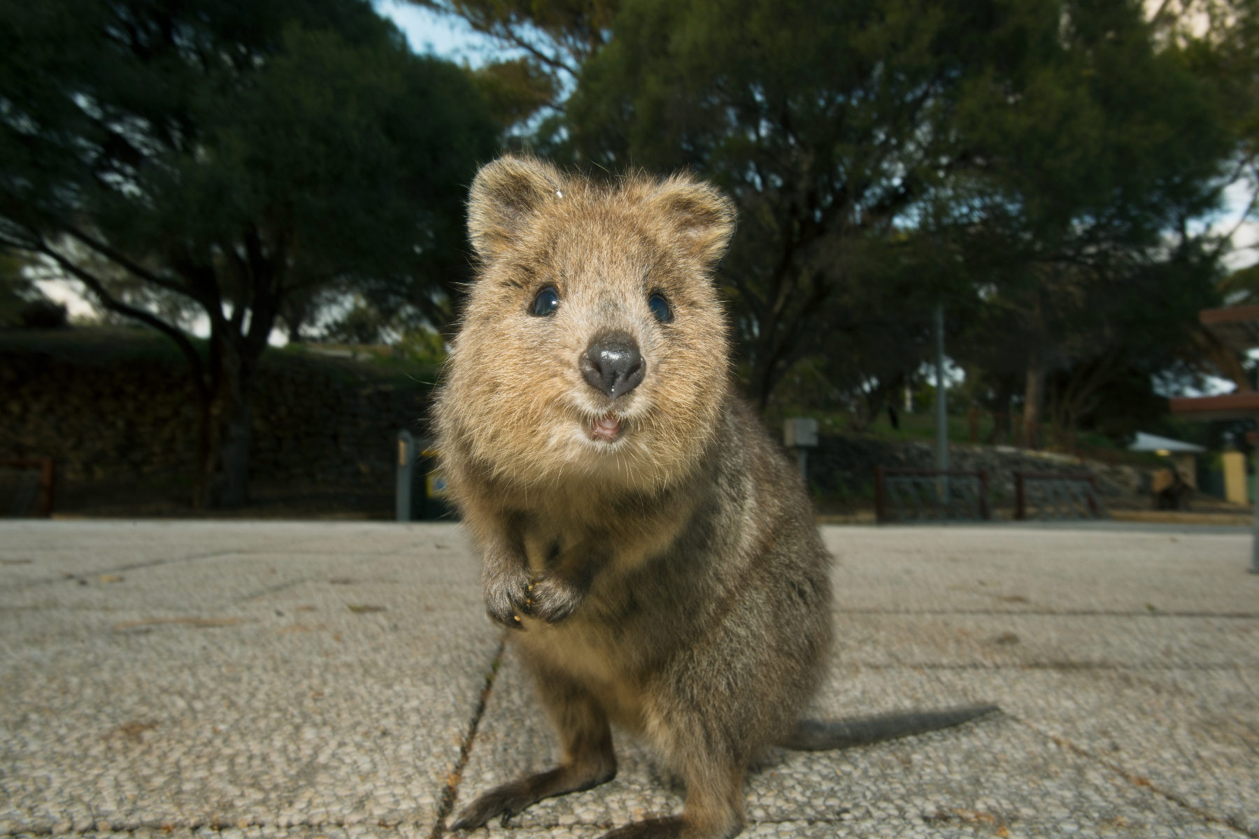 Quokka is standing next to a tree vegetation