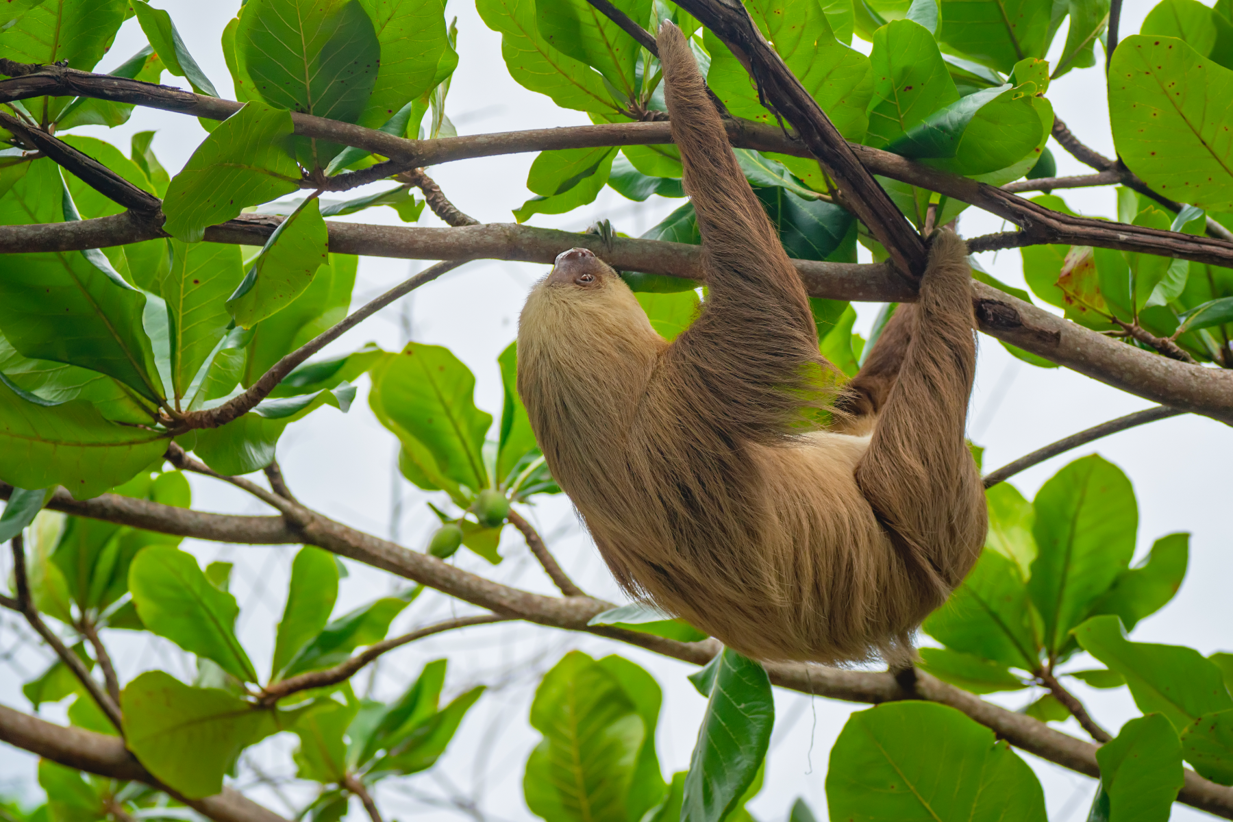 A two-toed sloth, perched high atop a rainforest tree.