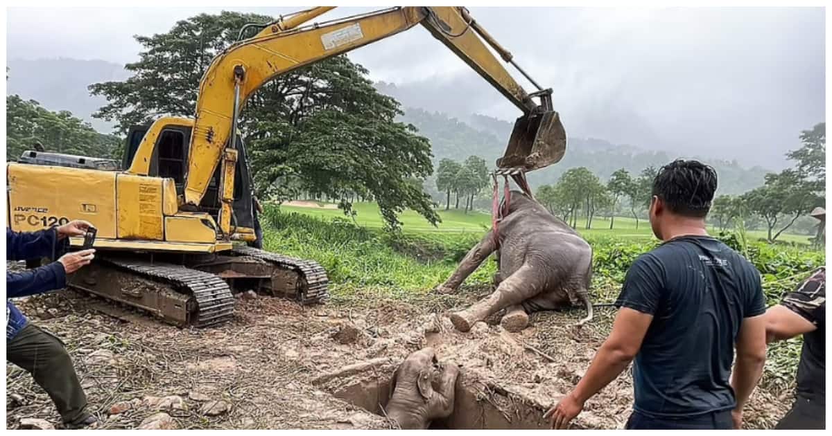 Rescuers resuscitate mother elephant that fallen into a drain.