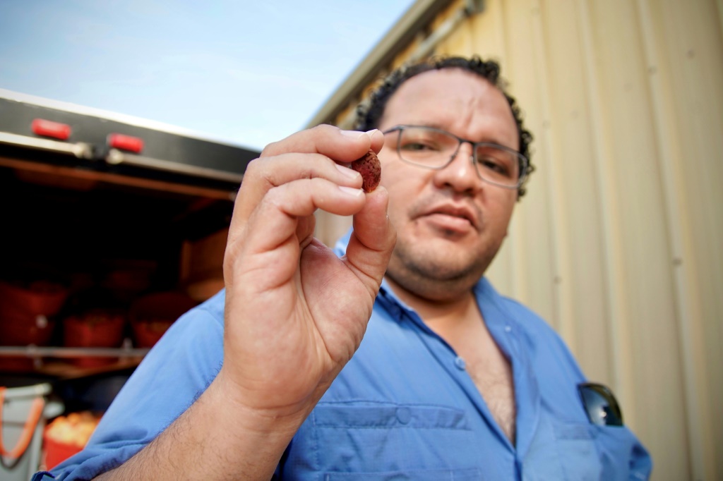 Dario Chavez, a professor of horticulture at the University of Georgia, holds up a blueberry, a fruit that is also suffering under climate change