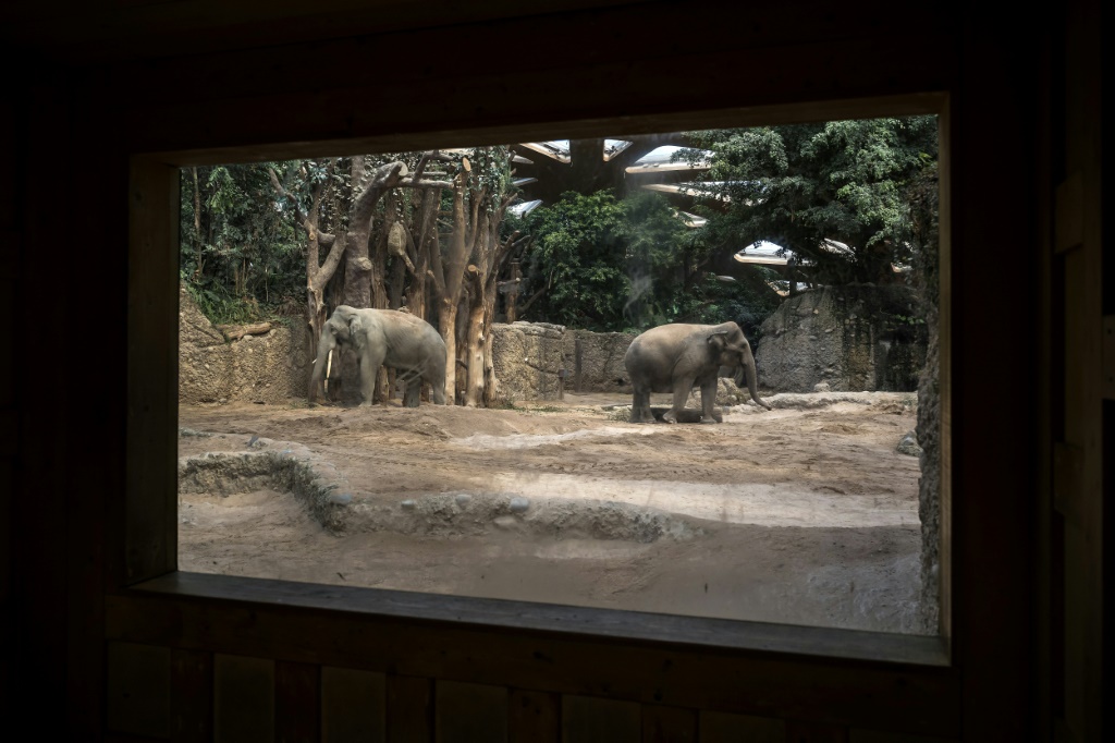 The zoo acknowledged it was going through 'difficult days'