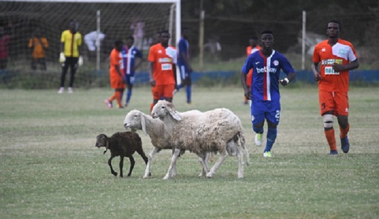 Hilarious photo as sheep disrupt top flight Ghana football game to graze on pitch