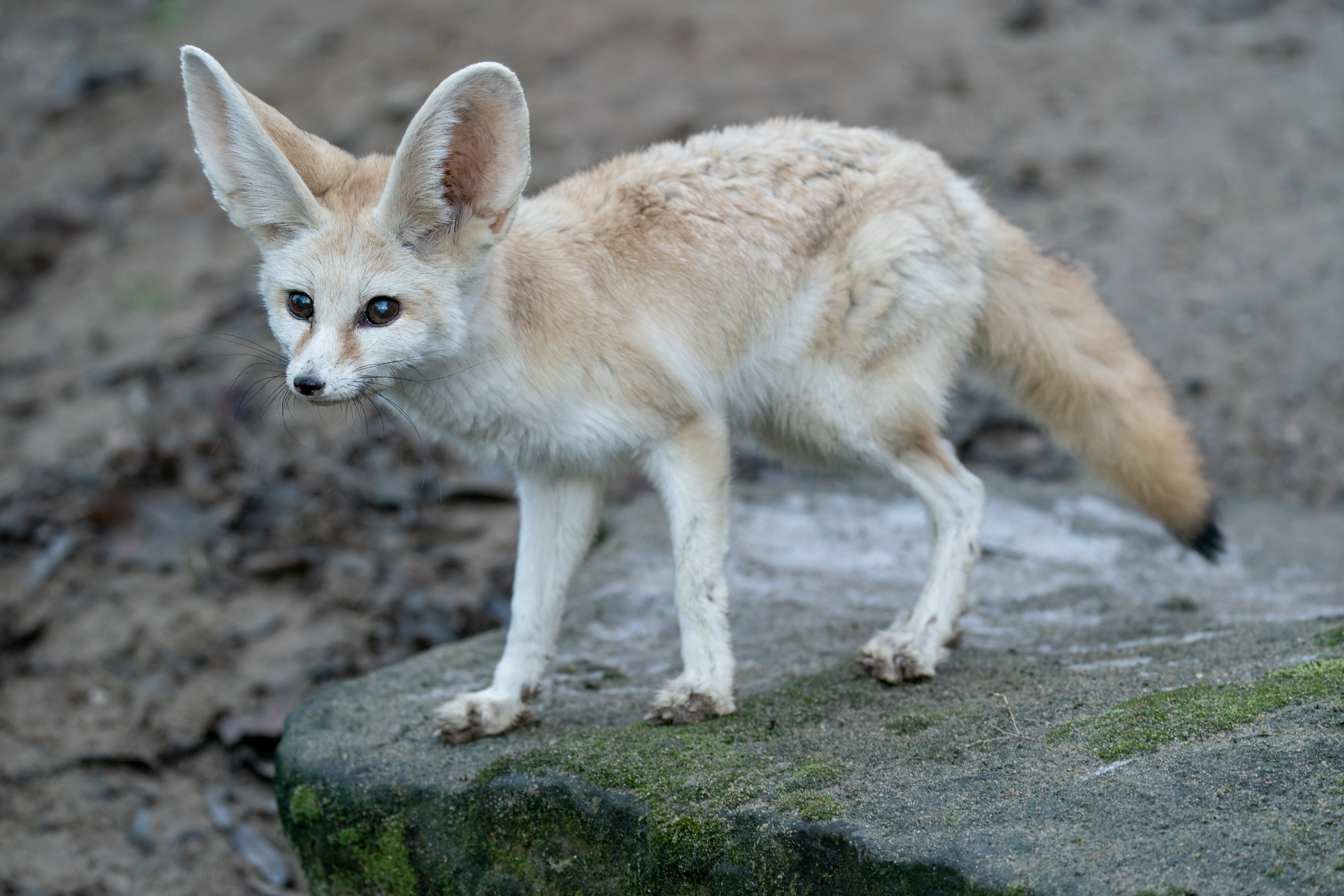 Fennec fox is on the rock