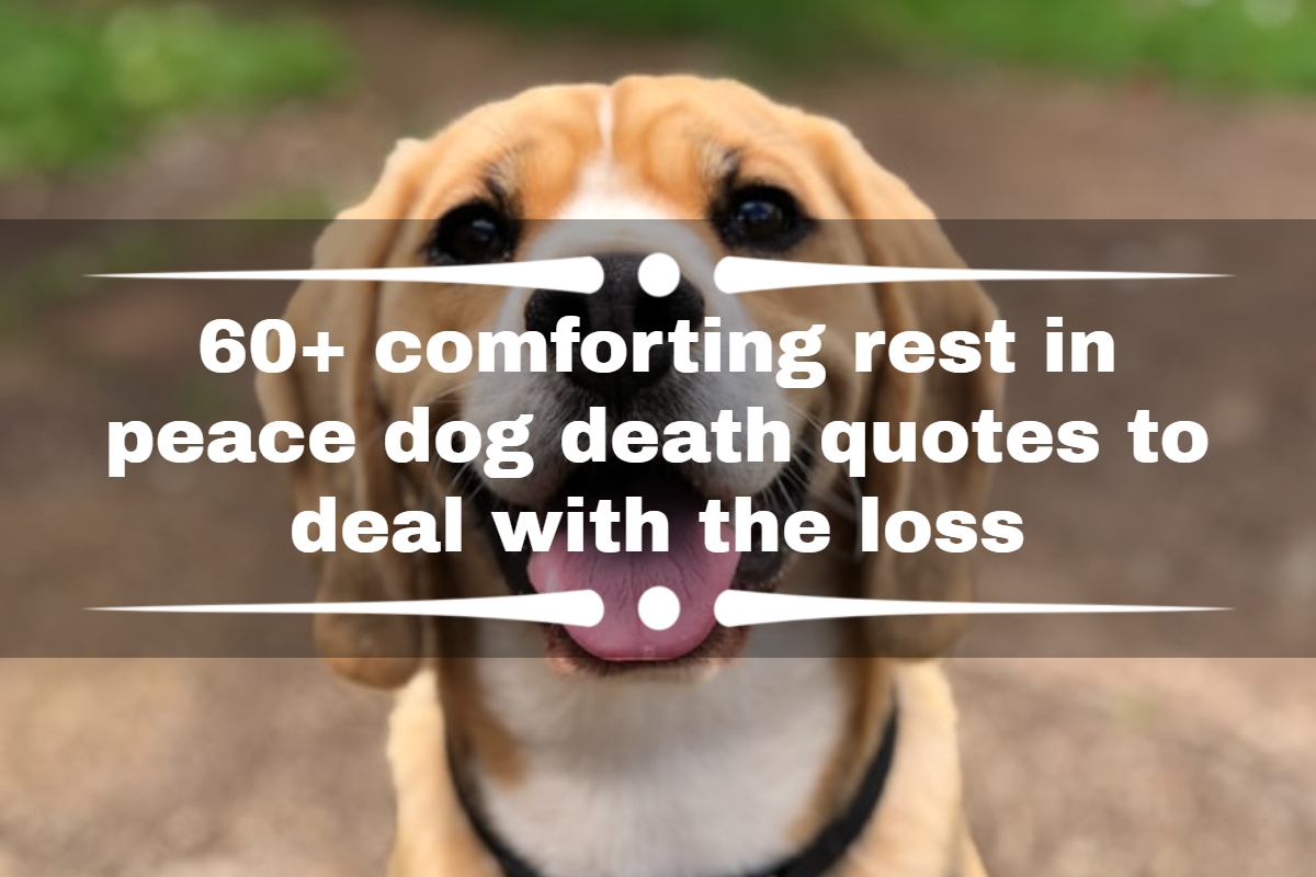 60+ comforting rest in peace dog death quotes to deal with the loss ...