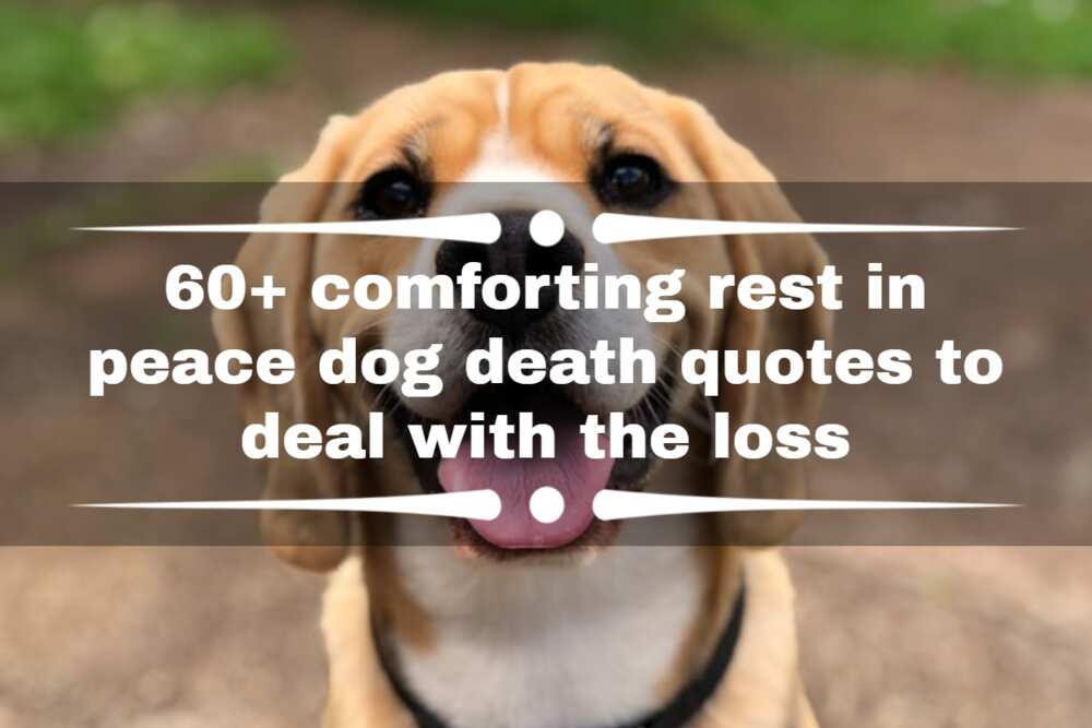 short sayings for loss of pet