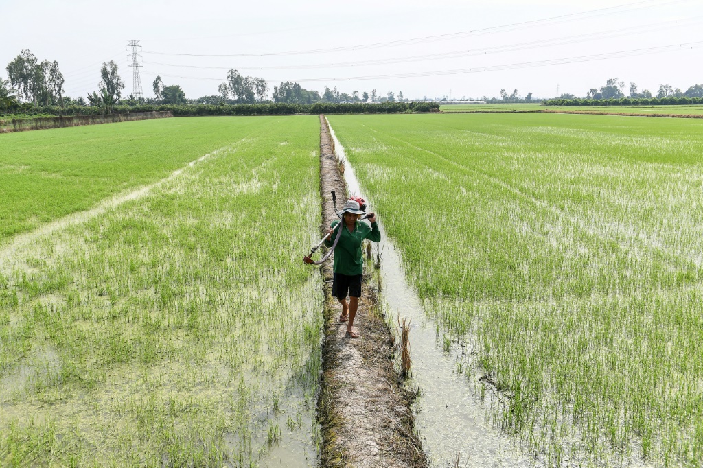 For now, India's restrictions are proving a boon for farmers in Thailand and Vietnam