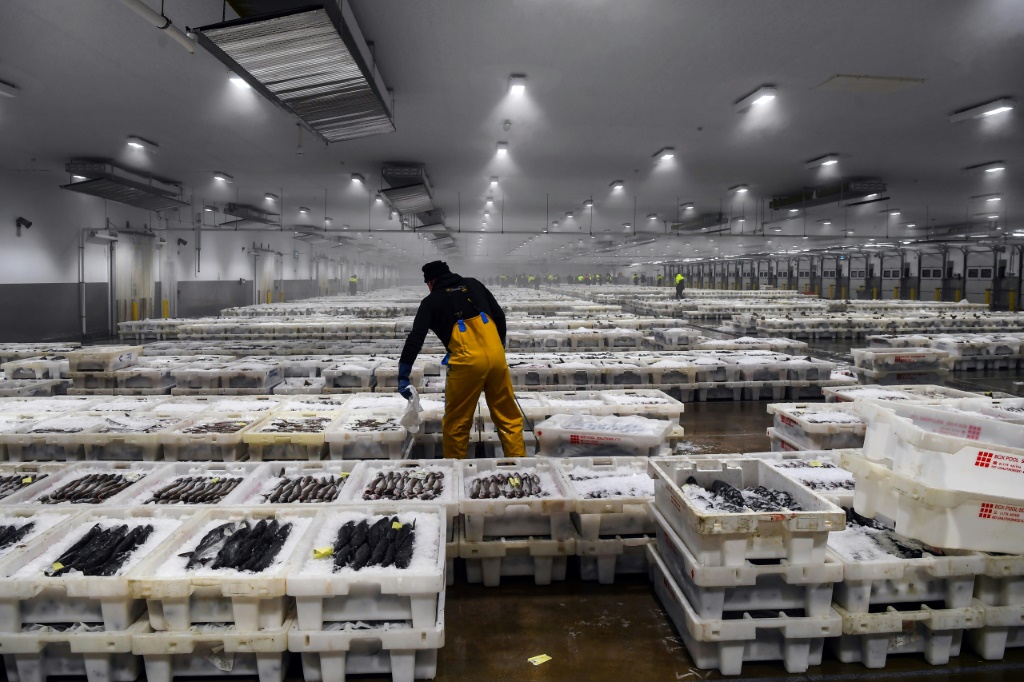 Hundreds of boxes of fresh-caught fish are lined up ready to be sold