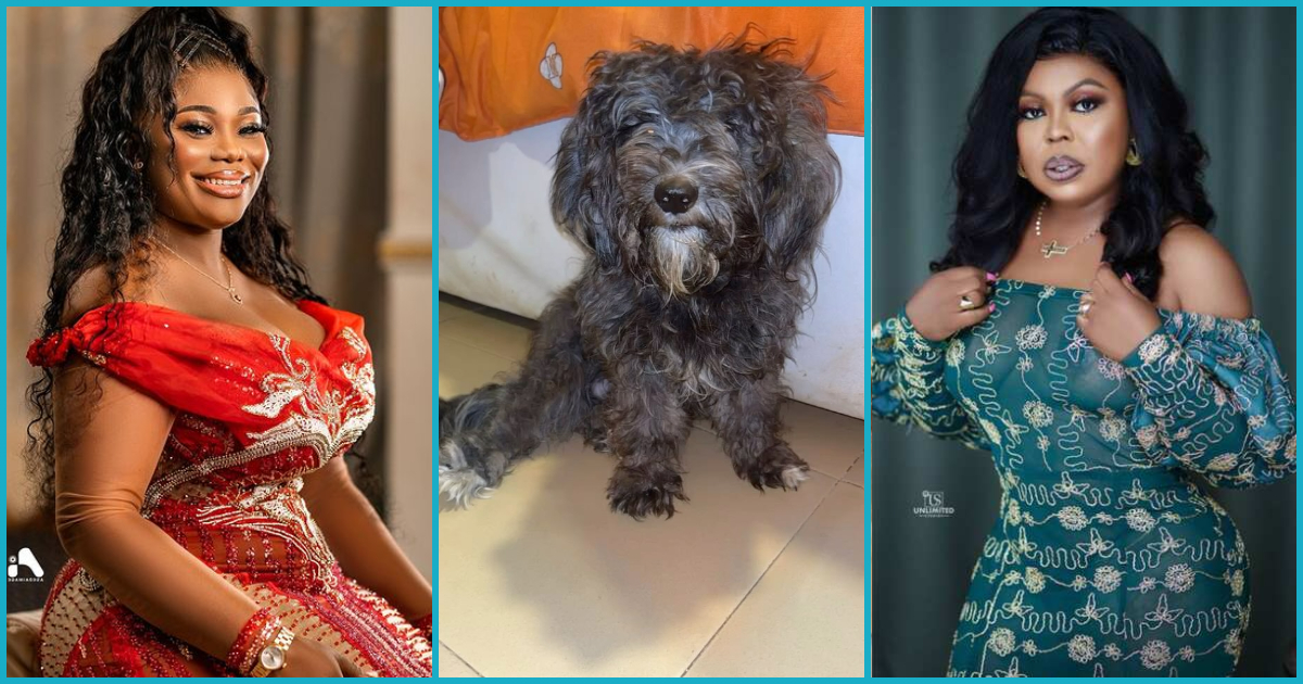 Akua GMB presses Afia Schwar's neck with new video of her adorable dog