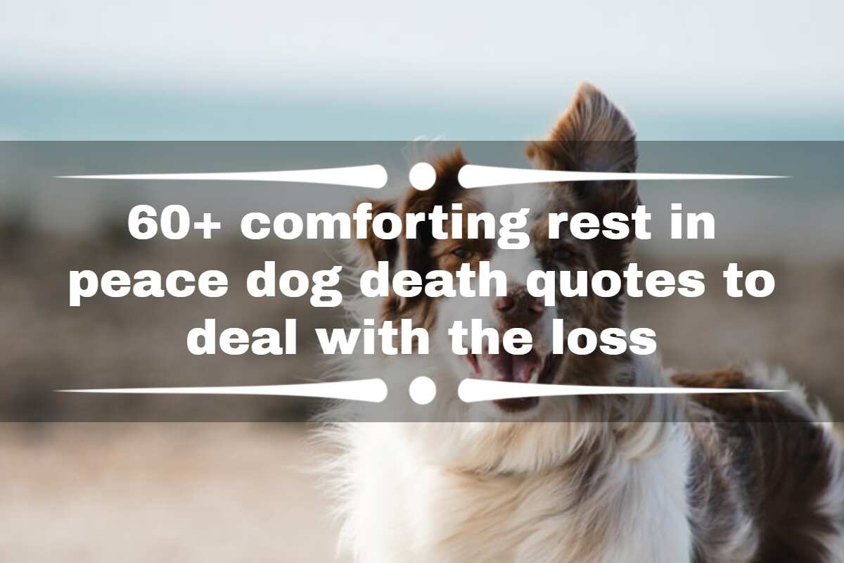 Dog Quotes Loss