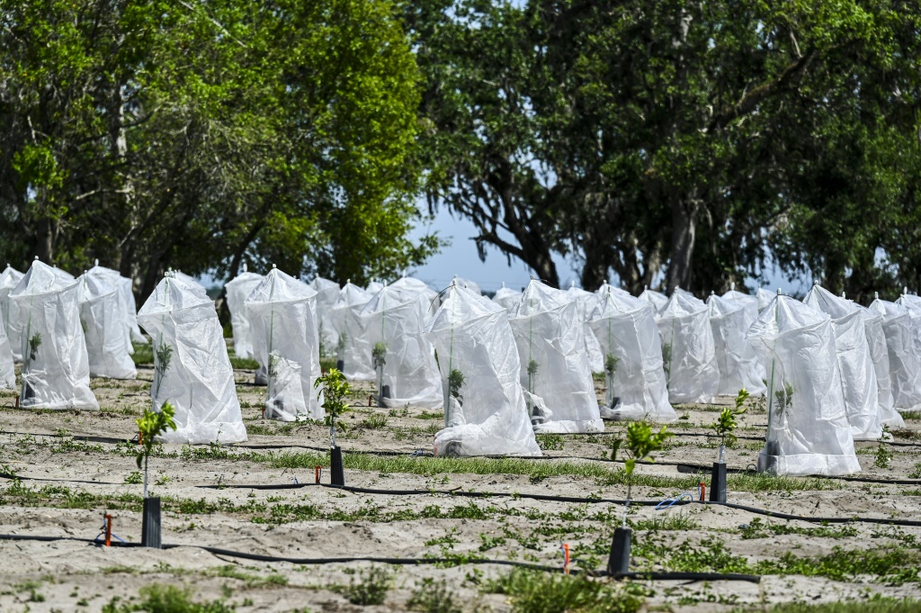 Citrus plants are in plastic bags and silver foils to protect from citrus greening disease at a farm in Arcadia, Florida