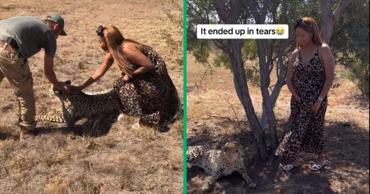 Pretty woman's animal-printed dress startles cheetah in viral TikTok video; He thought you were his cousin's friend"