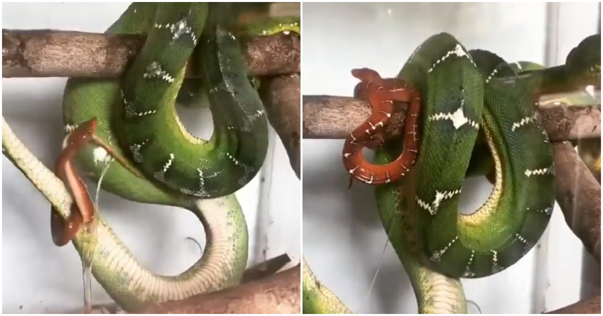 Snake birth
