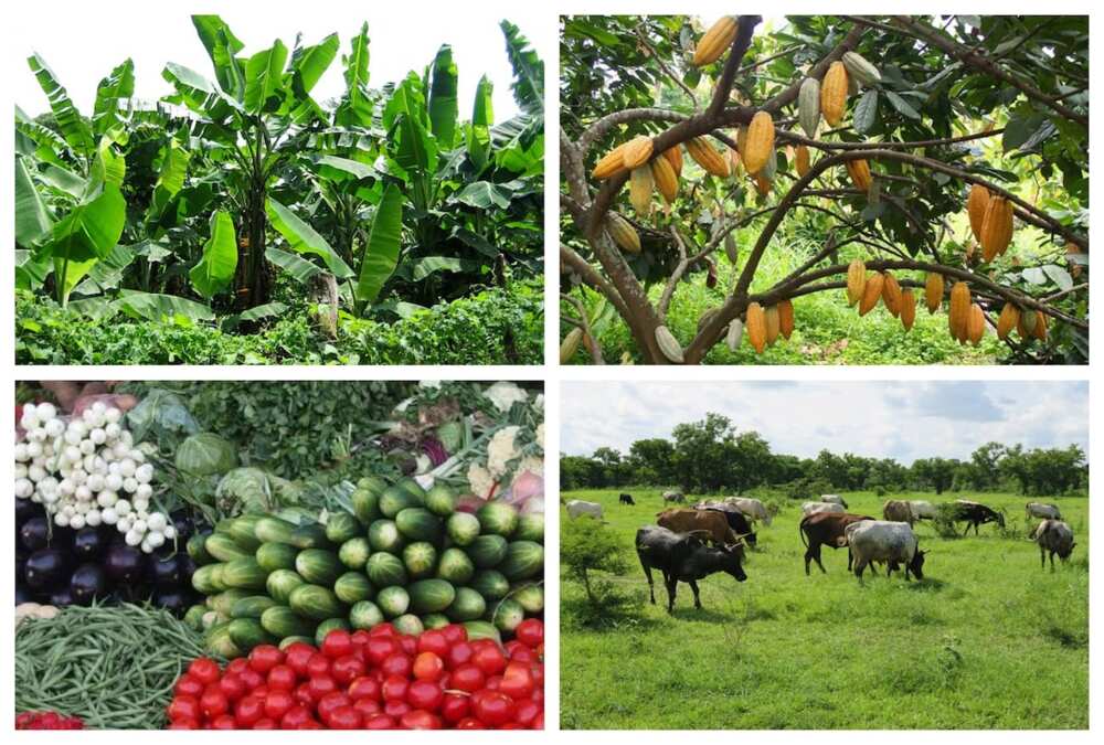 Importance of agriculture in Ghana
Importance of farming
Advantages of agriculture
Benefits of agriculture