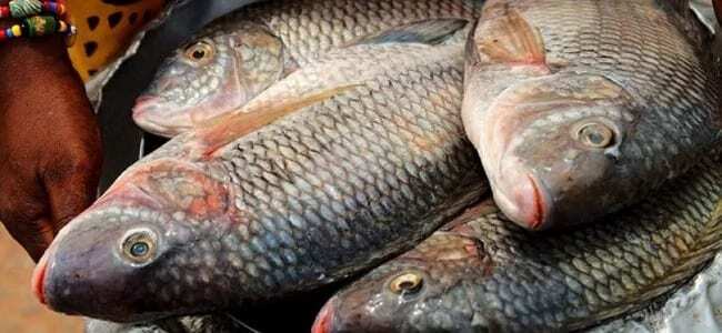 Fish Farming in Ghana - Tilapia Business Made Easy