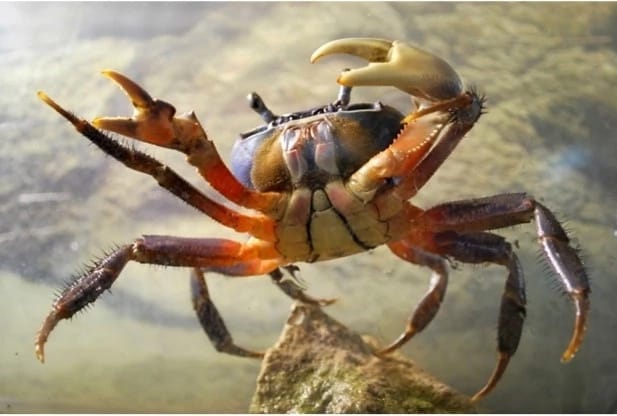 Huge crab mysteriously finds its way into handbag of Ghanaian lady