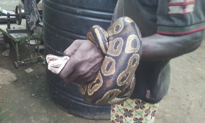 Photos: See the big snake a man caught