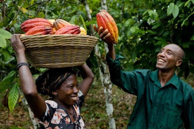 Don’t credit Tetteh Quarshie with first cocoa pods to Ghana - Historian