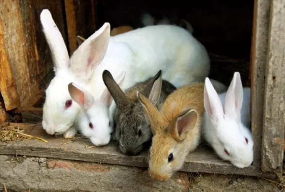 Rabbit Farming in Ghana - Business Plan and Techniques