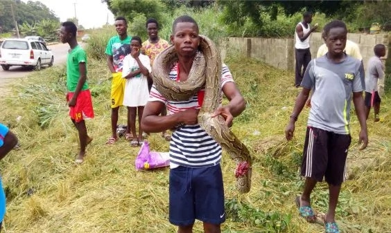 Photos: Six-foot-long python killed in Accra