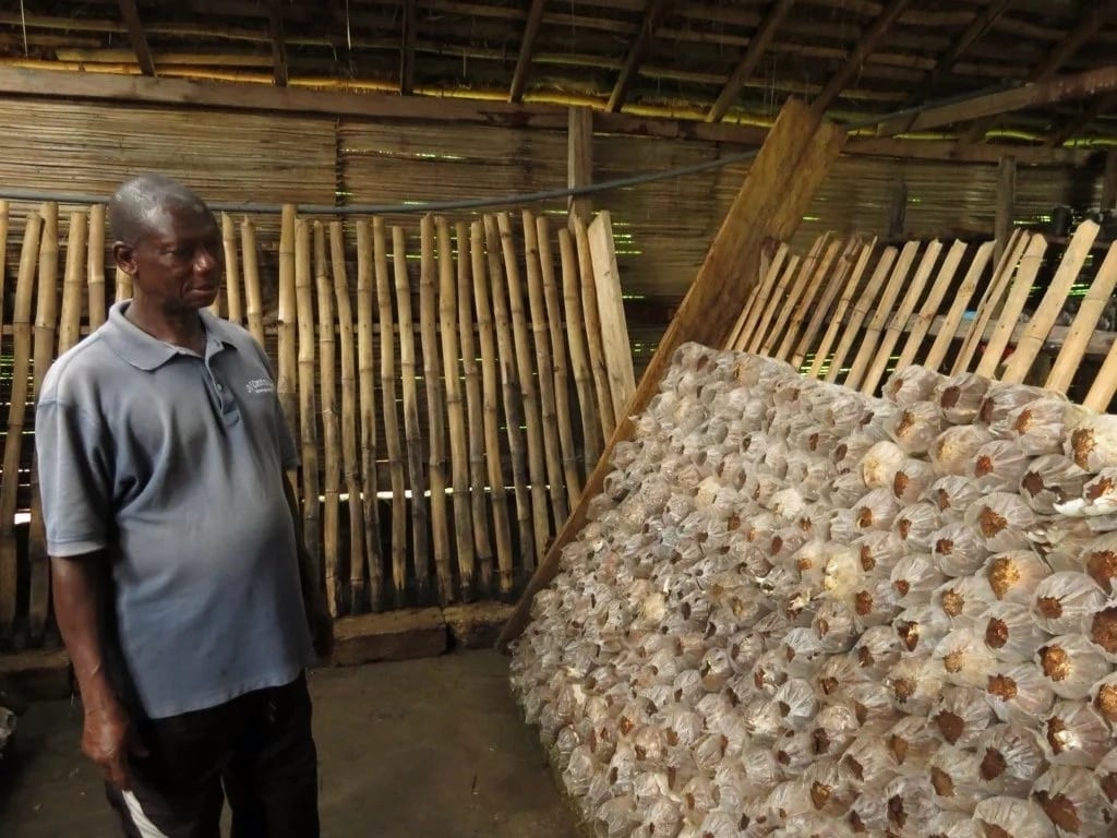 Mushroom Farming in Ghana for Beginners