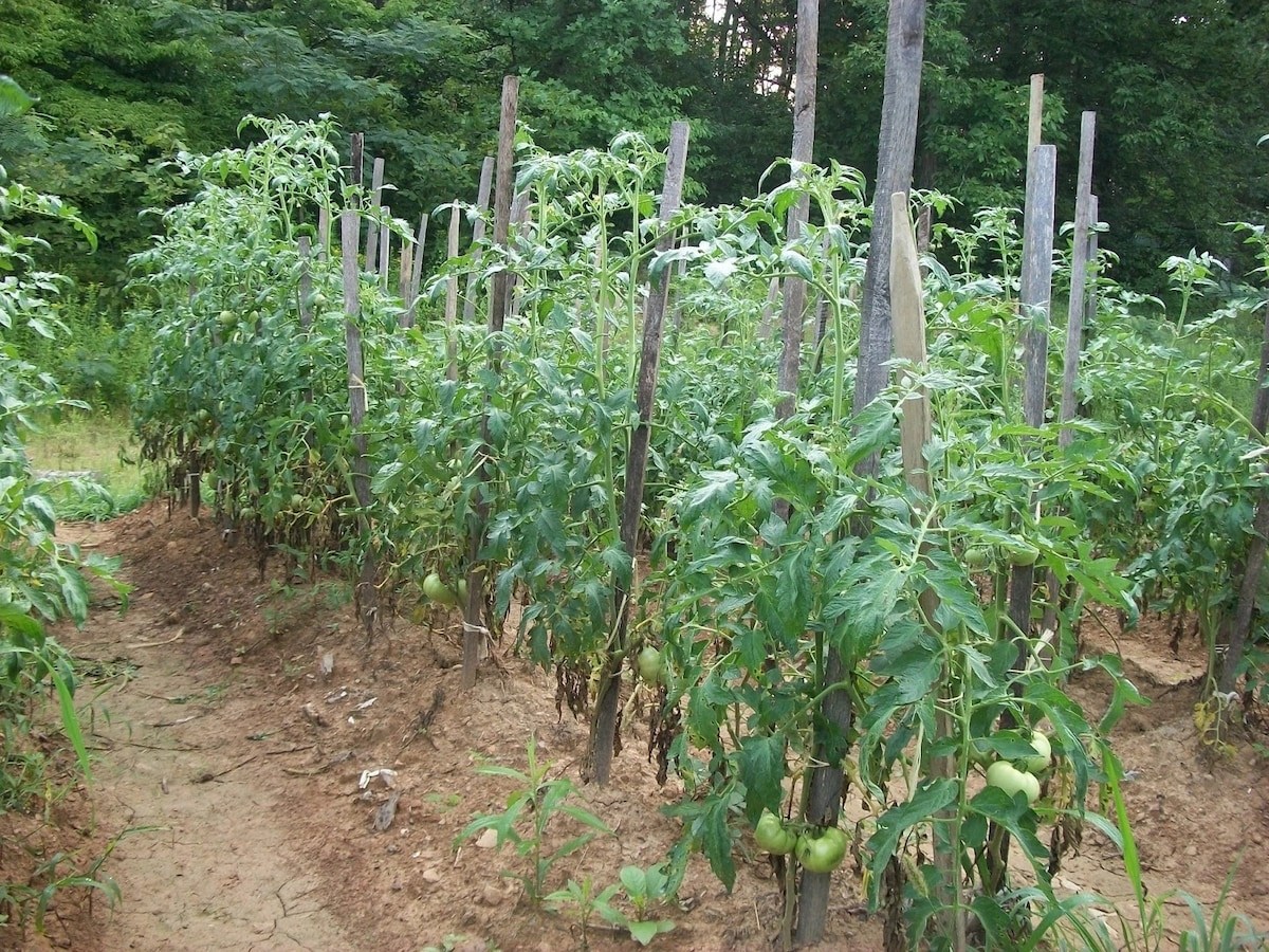 Tomato production in Ghana