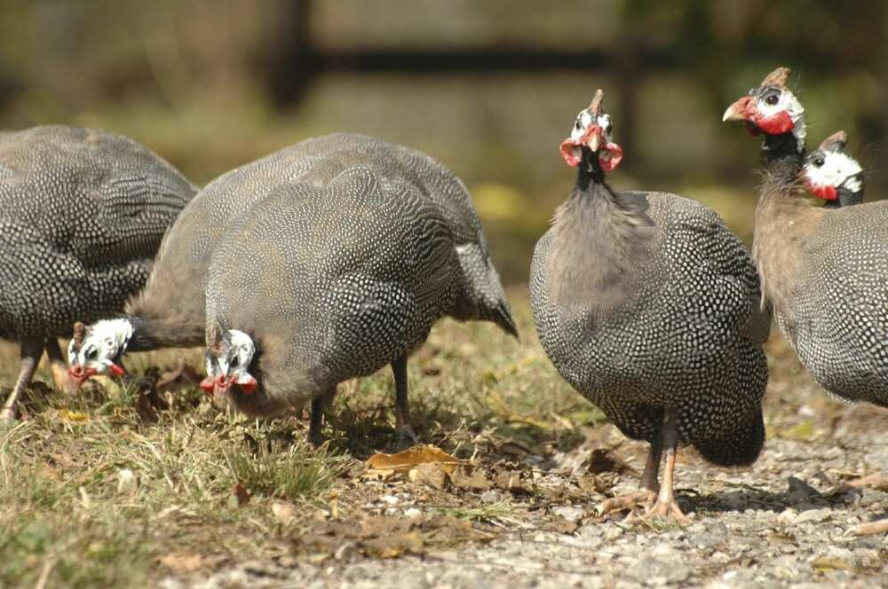business plan for guinea fowl production