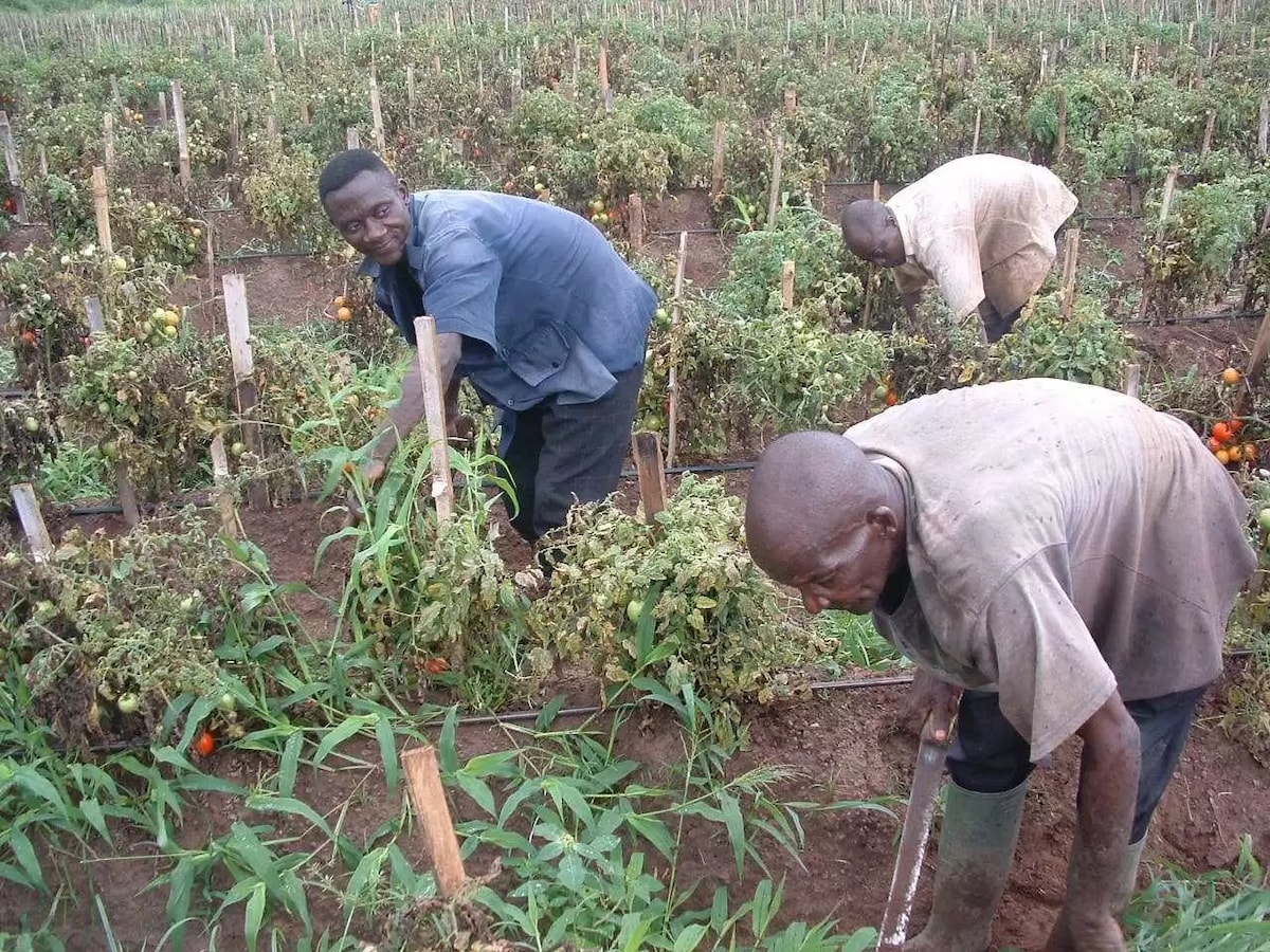 Tomato production in Ghana