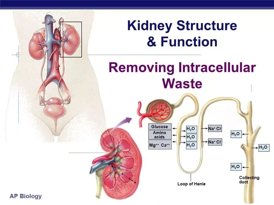 structure and function of kidney
kidney definition and function
normal function of kidney
physiological functions of the kidneys