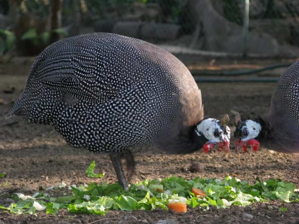 guinea fowl production in northern ghana
guinea fowl keeping
guinea fowl meat
guinea fowl farming guide
guinea fowl commercial farming