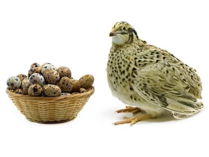 Raw quail Eggs Benefits for Adults