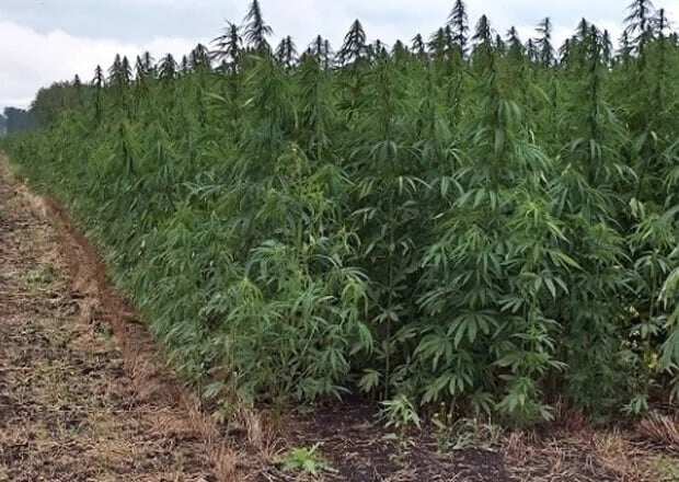 Ghana to soon legalise 'weed’ farming - Narcotics Control Commission