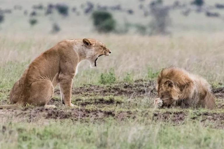 lioness angry at lion