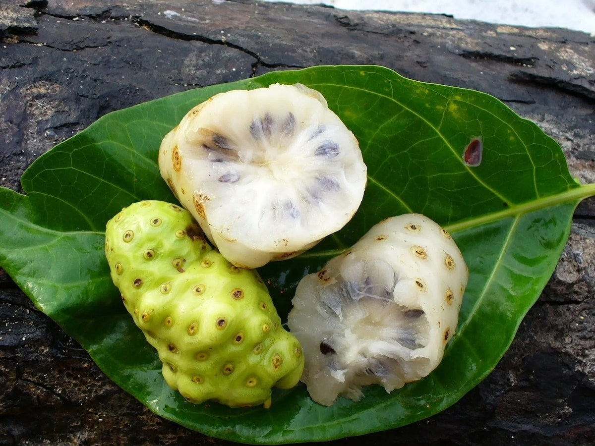 How to eat noni fruit the right way