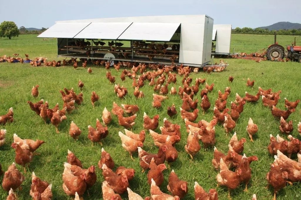 Poultry Farming in Ghana: Business Plan and Revenues