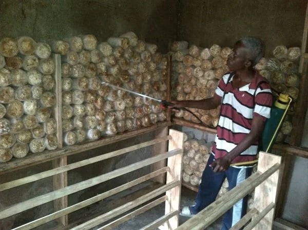 Mushroom Farming in Ghana for Beginners