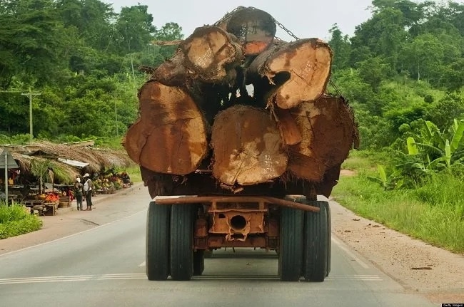How Illegal chainsaw operators are destroying forest reserve in Brong Ahafo