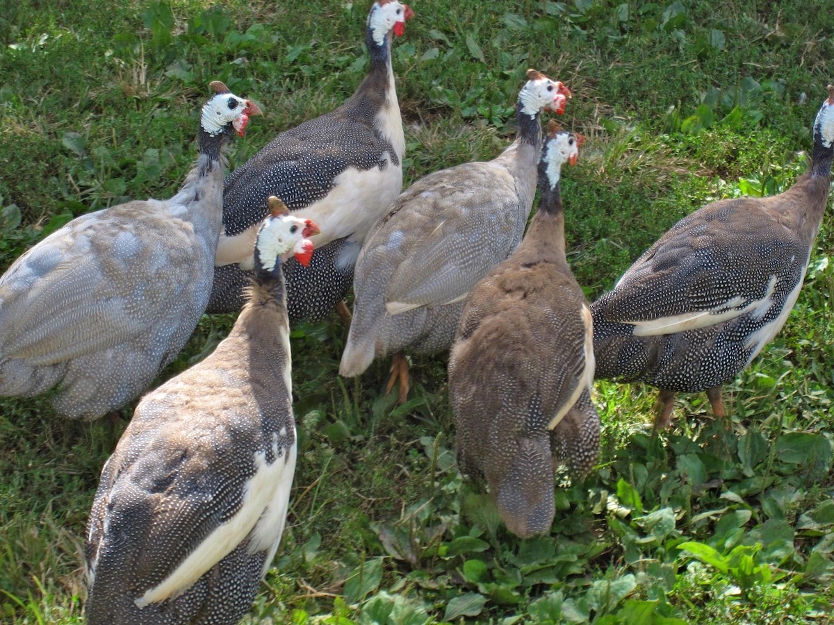 guinea fowl breeds
profitable guinea fowl farming
guinea fowl farmers in ghana
guinea fowl meat for sale
guinea fowl production
