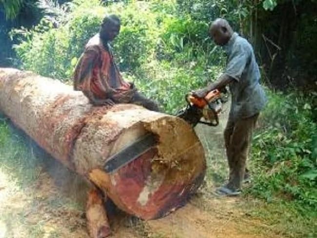 How Illegal chainsaw operators are destroying forest reserve in Brong Ahafo