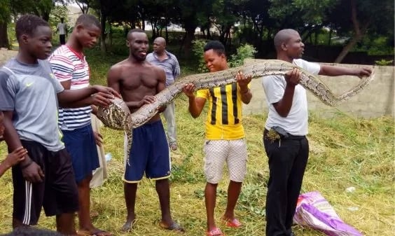 Photos: Six-foot-long python killed in Accra